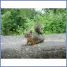 Sqirrel, Stanley Park