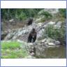 Don't feed the bears