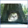 Drive-through Redwood