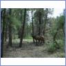 An Elk in the Grand Canyon National Park